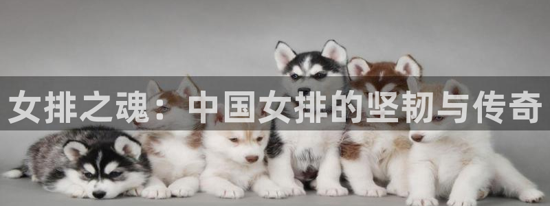 乐球直播视频：女排之魂：中国女排的坚韧与传奇